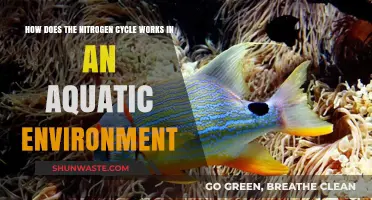 Understanding the Nitrogen Cycle in Aquatic Ecosystems: A Comprehensive Guide