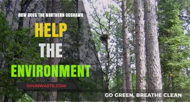 Northern Goshawk: The Silent Guardian of Forest Ecosystems and Biodiversity
