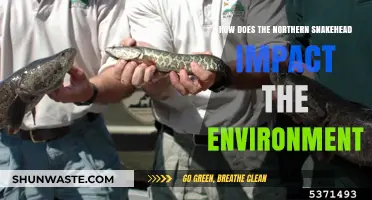 Northern Snakehead: Environmental Impacts and Ecosystem Disruption Explained