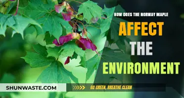 Norway Maple's Environmental Impact: Benefits, Challenges, and Ecosystem Effects