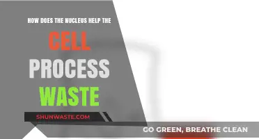 Nucleus Role in Cellular Waste Management and Detoxification Processes