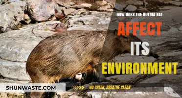 Nutria Rat's Environmental Impact: Habitat Destruction and Ecosystem Disruption Explained