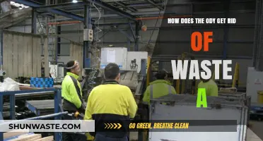 How the Body Eliminates Waste: A Comprehensive Detoxification Guide
