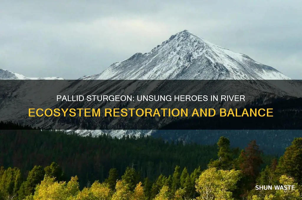 how does the pallid sturgeon help the environment