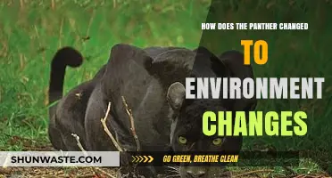 Panther Adaptation: How Environmental Changes Shape Their Survival Strategies
