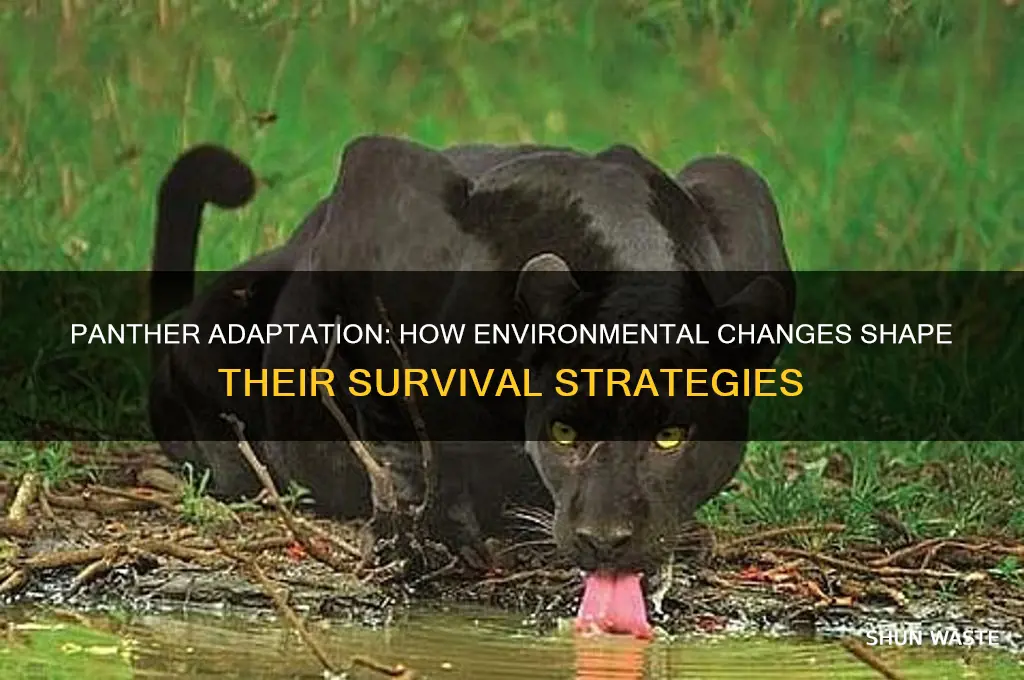 how does the panther changed to environment changes