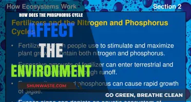 Phosphorus Cycle's Impact: Environmental Consequences and Ecosystem Balance Explored