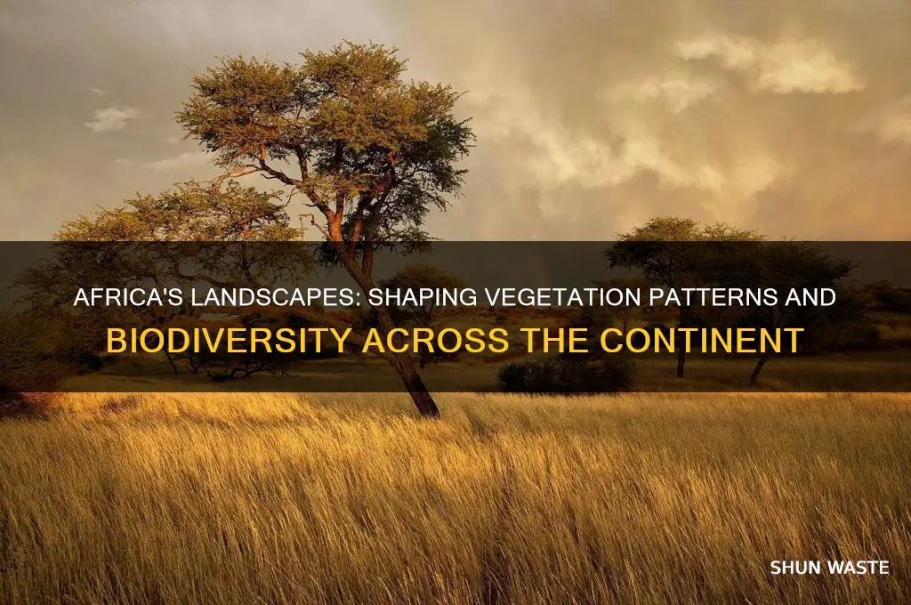 how does the physical environment affect vegeation in africa