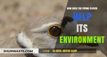 Piping Plover's Role: Boosting Coastal Ecosystems and Biodiversity