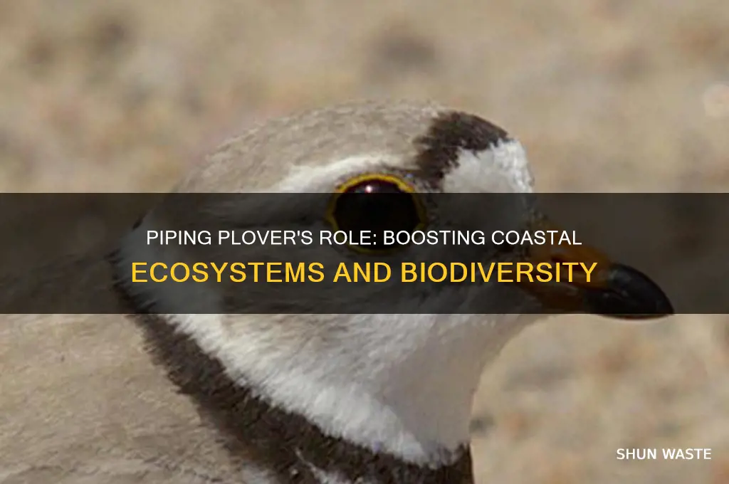 how does the piping plover help its environment