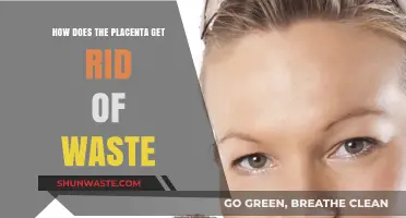 Placental Waste Removal: How It Eliminates Toxins and Byproducts Efficiently