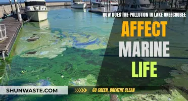 Lake Okeechobee's Pollution Crisis: Impact on Marine Life