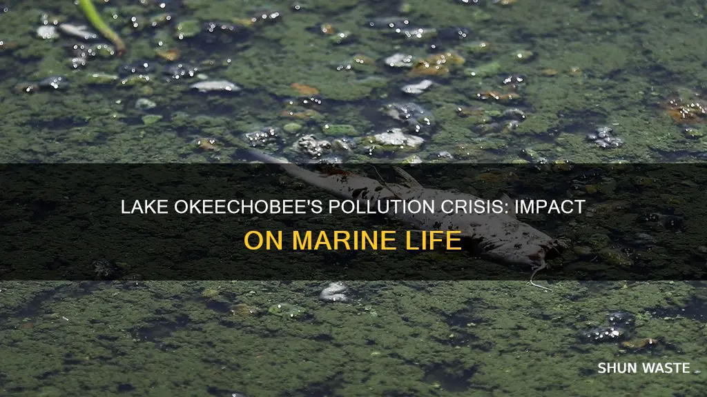 how does the pollution in lake okeechobee affect marine life