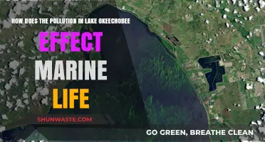Lake Okeechobee Pollution: Impact on Marine Life