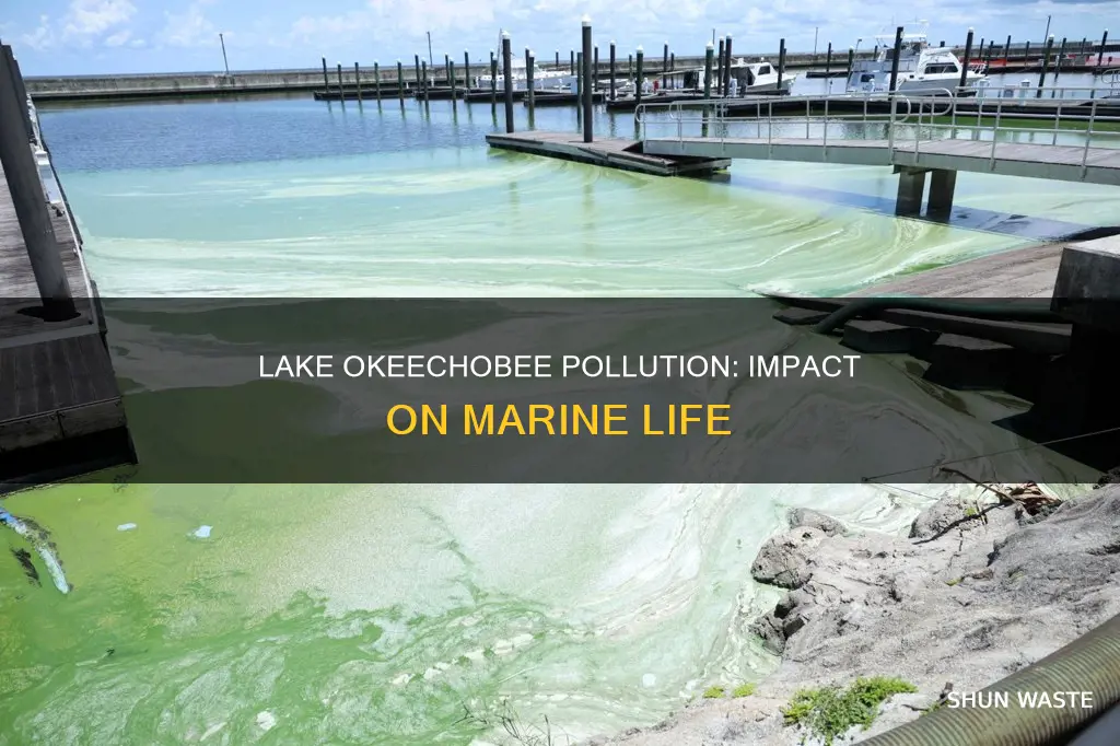 how does the pollution in lake okeechobee effect marine life