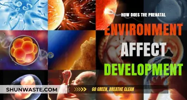 Prenatal Environment's Impact on Fetal Development and Long-Term Outcomes