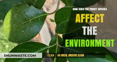 Privet's Environmental Impact: Understanding Its Effects on Ecosystems and Biodiversity