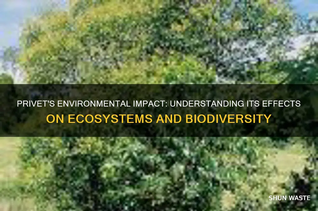 how does the privet species affect the environment