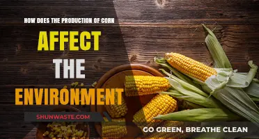 Corn Production's Environmental Impact: Challenges and Sustainable Solutions