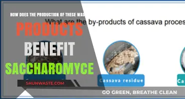 Waste Not, Gain Much: How Byproducts Boost Saccharomyces Survival