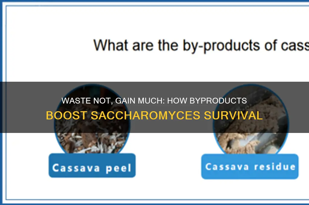 how does the production of these waste products benefit saccharomyces