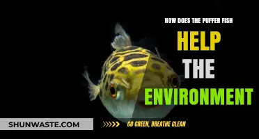 Puffer Fish: Unsung Heroes in Marine Ecosystem Balance and Health