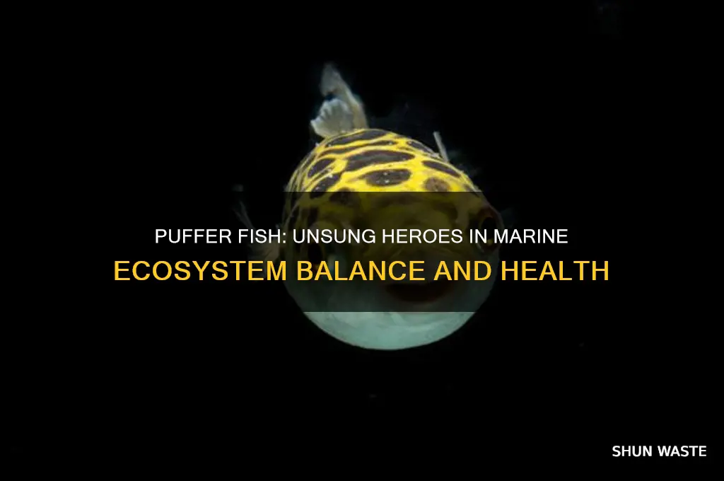 how does the puffer fish help the environment