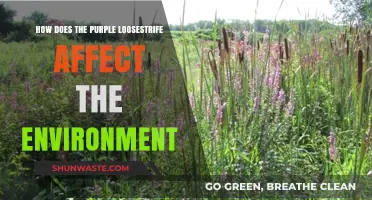 Purple Loosestrife's Impact: Environmental Threats and Ecosystem Disruption Explained