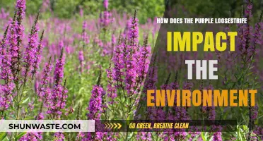 Purple Loosestrife's Environmental Impact: Threats to Native Ecosystems Explained