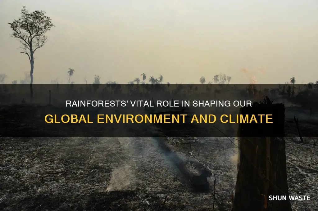 Rainforests' Vital Role In Shaping Our Global Environment And Climate ...