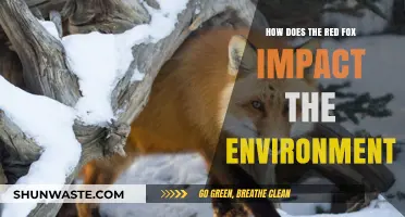 Red Fox Influence: Environmental Impacts and Ecosystem Balance Explored