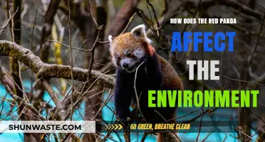 Red Pandas' Ecological Impact: Shaping Forests and Biodiversity