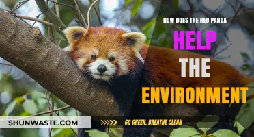 Red Pandas: Eco-Heroes Saving Forests and Biodiversity Naturally