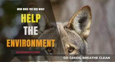 Red Wolves: Vital Predators Restoring Ecosystem Balance and Biodiversity