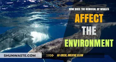 Whale Removal's Ripple Effect: Environmental Impacts and Ecosystem Disruption