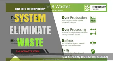 Breathing Out Waste: The Respiratory System's Role in Elimination