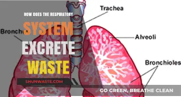 Breathing Out Waste: The Respiratory System's Role in Excretion