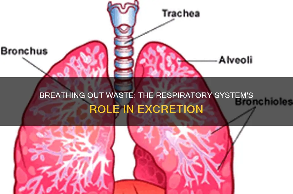 how does the respiratory system excrete waste