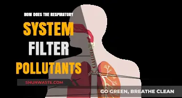 Breathing Safely: Filtering Pollutants in Our Respiratory System