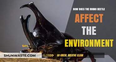 Rhino Beetle's Environmental Impact: Ecology, Benefits, and Conservation Efforts