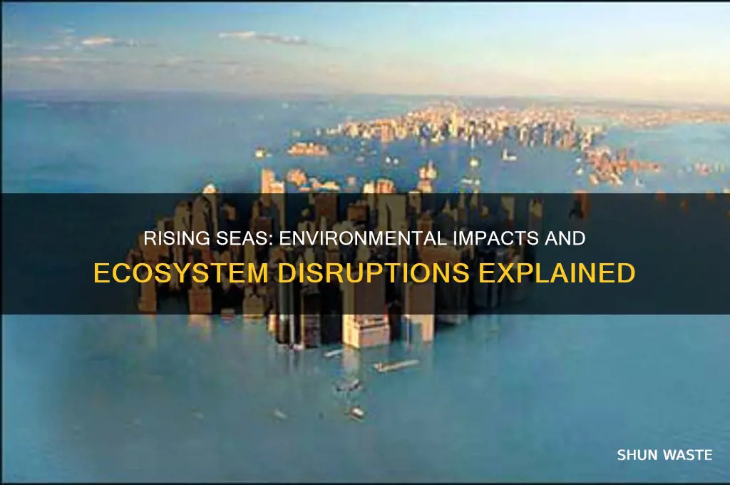 how does the sea level rise affect the environment