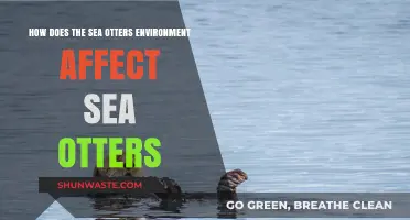 Sea Otters' Habitat: How Environment Shapes Their Survival and Behavior