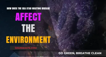Sea Star Wasting Disease: Environmental Impacts and Ecosystem Disruptions