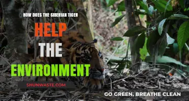 Siberian Tigers: Vital Guardians of Ecosystem Balance and Biodiversity