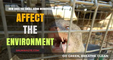 Small Asian Mongoose: Environmental Impacts and Ecosystem Disruptions Explained