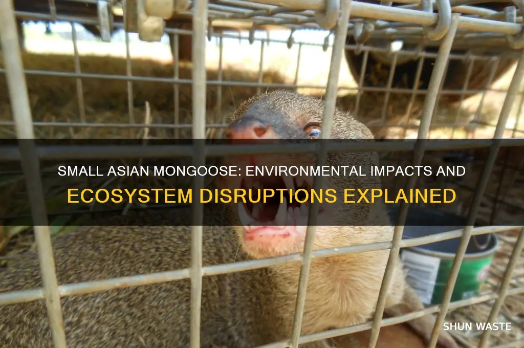 how does the small asian mongoose affect the environment