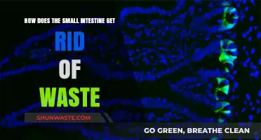 How the Small Intestine Eliminates Waste: A Digestive Journey