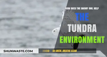 Snowy Owls: Vital Tundra Guardians and Ecosystem Balancers