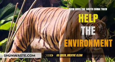 South China Tiger's Vital Role in Ecosystem Balance and Health