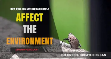 Spotted Lanternfly's Environmental Impact: Threats to Ecosystems and Agriculture